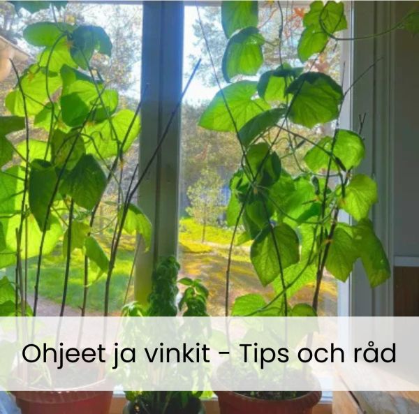 Ohje - Ikkunakurkun kasvatus